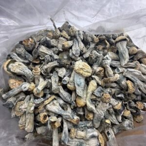 Premium Mushroom Specimen