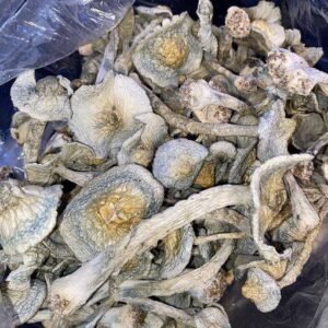 Premium Magic Mushrooms (Bulk)